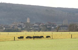 sangliers à Francheville 21